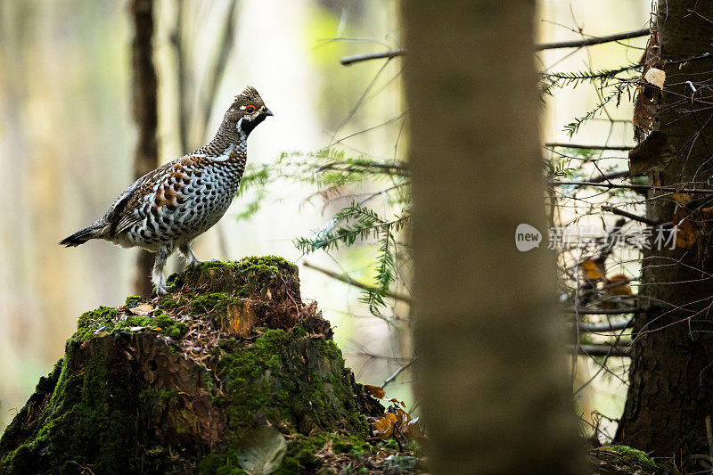 Haselhuhn, bonasia Tetrastes, Hazel松鸡